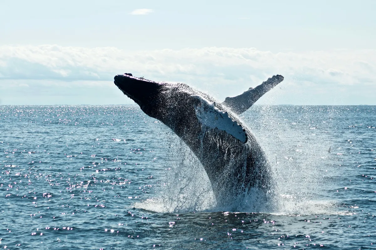 Kaggle: Happy Whale - Whale and Dolphin Identification